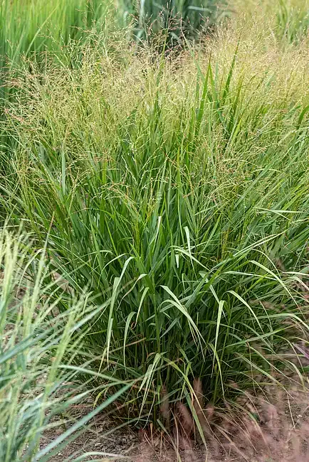 'Warrior' Proso Panicum