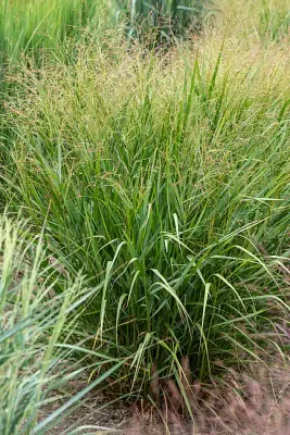 'Warrior' Proso Panicum