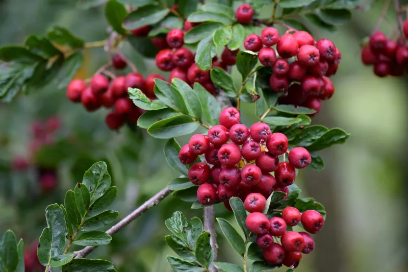 Jarząb pospolity Sorbus aucuperia