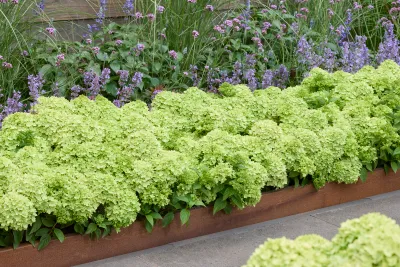 'Groundbreaker® Greeny ™' Hortensja bukietowa Hydrangea paniculata