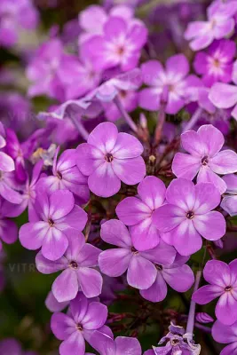'JS® Queen Paola' Floks wiechowaty Phlox paniculata