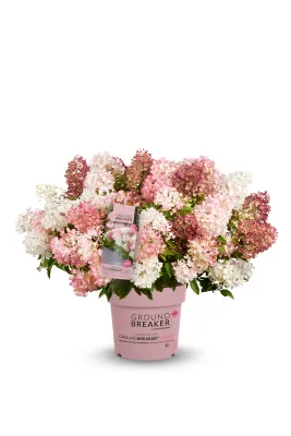 'Groundbreaker® Blush™' Hortensja bukietowa Hydrangea paniculata