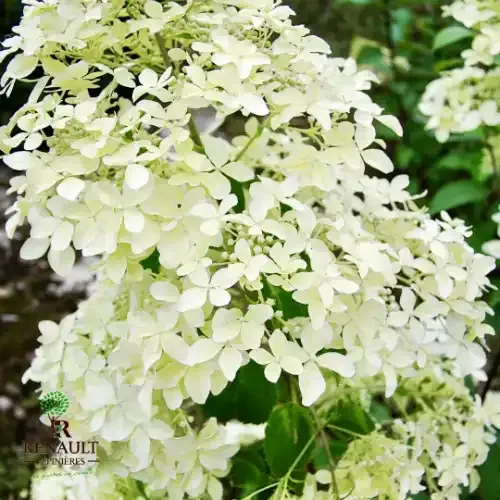 'Dantelle de Gorron' Hortensja bukietowa Hydrangea paniculata