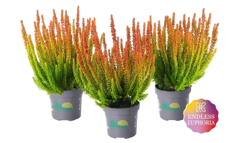 Skyline® 'Valencia' Wrzos Calluna