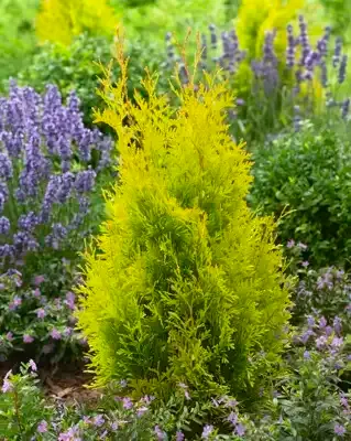 'Sunny Smaragd' Thuja Tuja Szmaragd