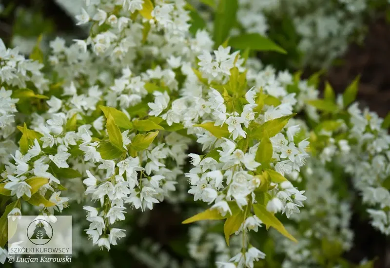 'Variegata' Żylistek Deutuzia