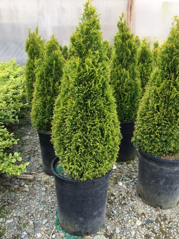 'Petite Smaragd' Thuja Tuja