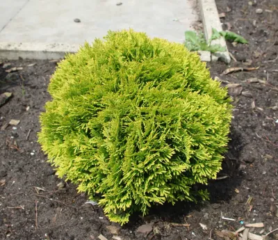 'Mirjam' Thuja Tuja Żywotnik
