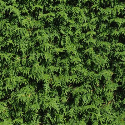 'King of Brabant' Thuja Tuja
