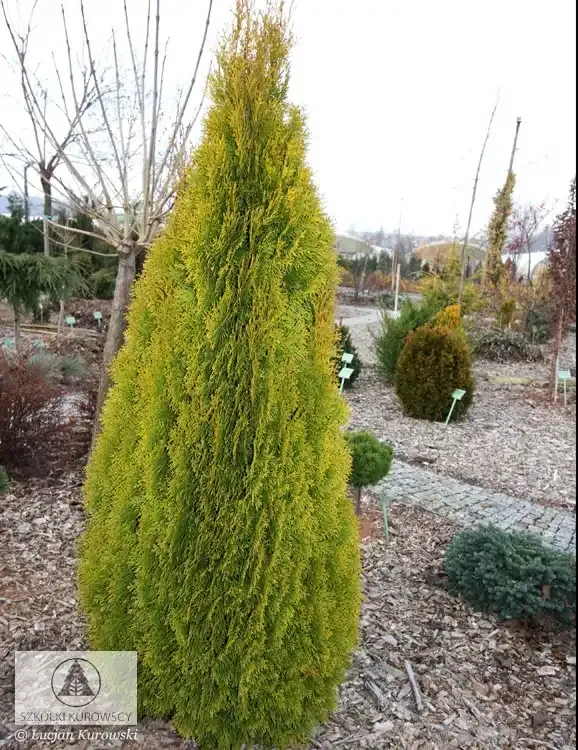 'Golden Smaragd Janed Gold' Thuja Tuja Szmaragd