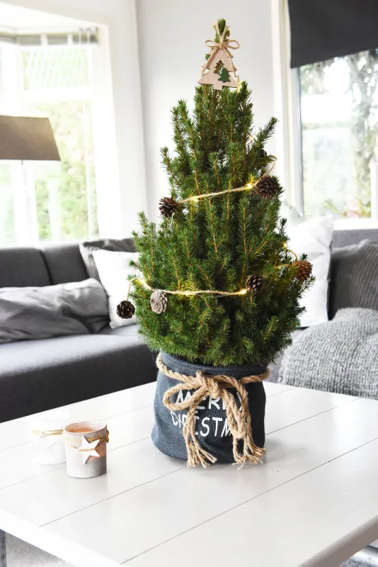 Świerk biały Picea 'December'