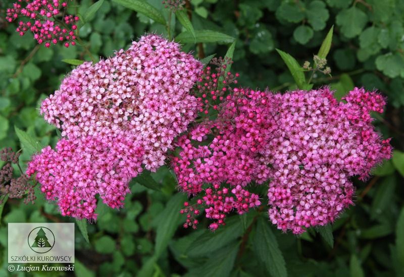 'Country Red' Tawuła japońska Spirea japonica