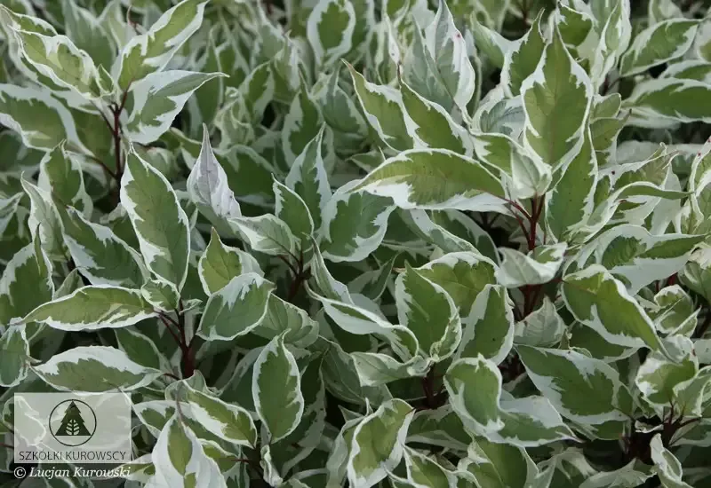 'Ivory Halo' Dereń biały na pniu Cornus alba