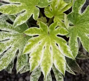 'Spider's Web' Fatsia japonica