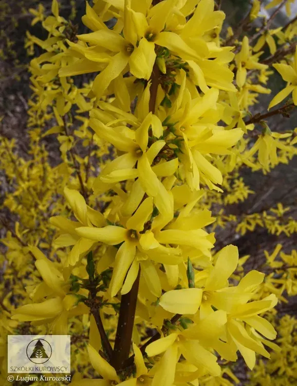 'Goldrausch' Forsycja Forsythia