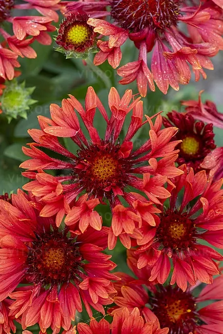 'SpinTop™ Mariachi Red' Gaillardia Gailardia