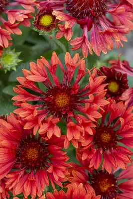 'SpinTop™ Mariachi Red' Gaillardia Gailardia