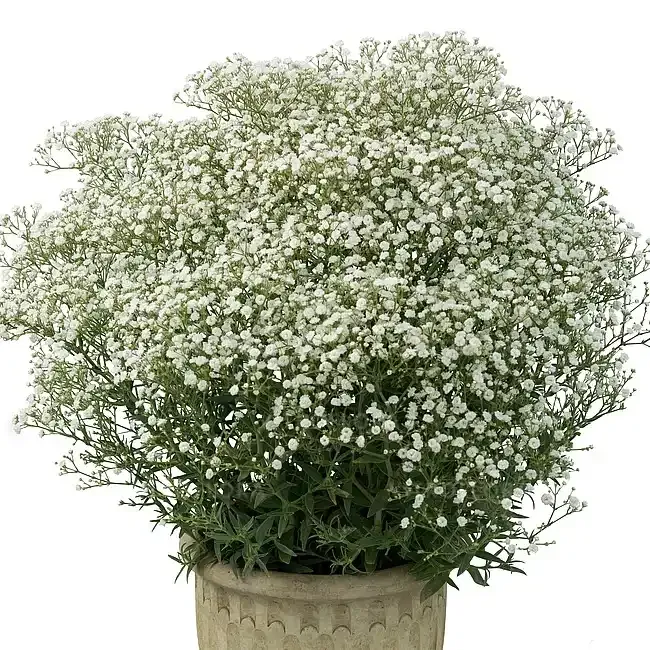 'Festival® White Flare' Gipsówka Gypsophilla