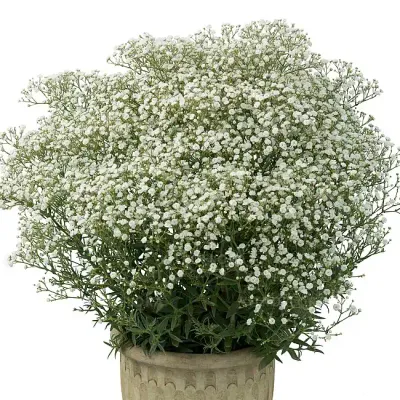 'Festival® White Flare' Gipsówka Gypsophilla