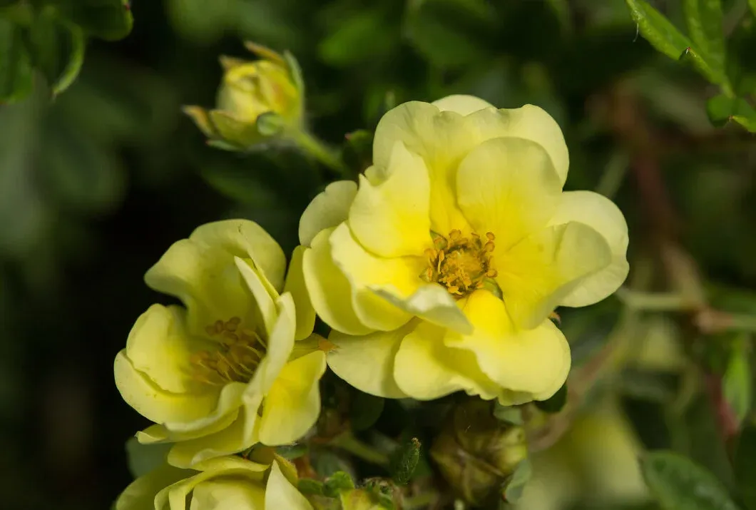 'Lemon Meringue™' Pięciornik Potentilla fruticosa
