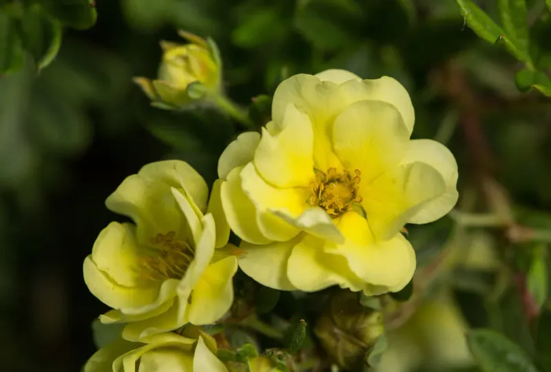 'Lemon Meringue™' Pięciornik Potentilla fruticosa