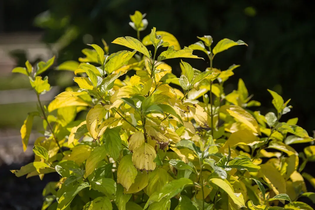 'Neon Burst™' Dereń biały Cornus alba