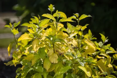 'Neon Burst™' Dereń biały Cornus alba