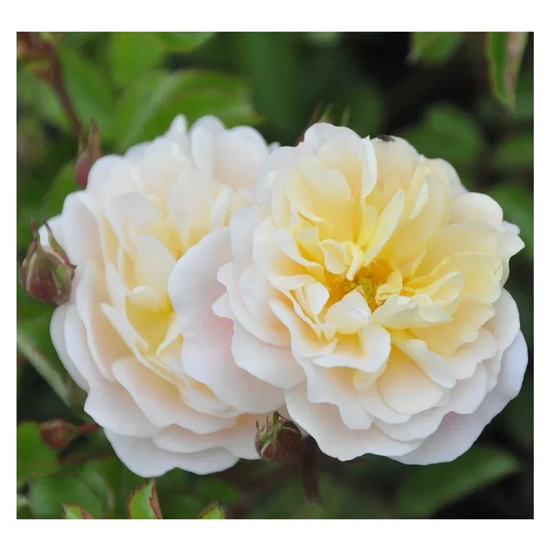 'Drift® Ivory' Róża okrywowa Rosa