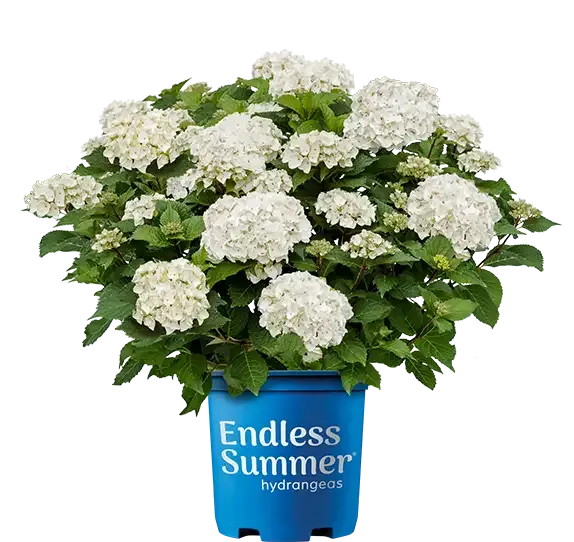 'Endless Summer DreamCloud®' Hortensja ogrodowa Hydrangea