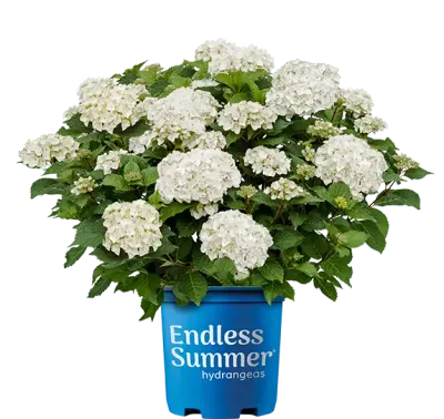 'Endless Summer DreamCloud®' Hortensja ogrodowa Hydrangea