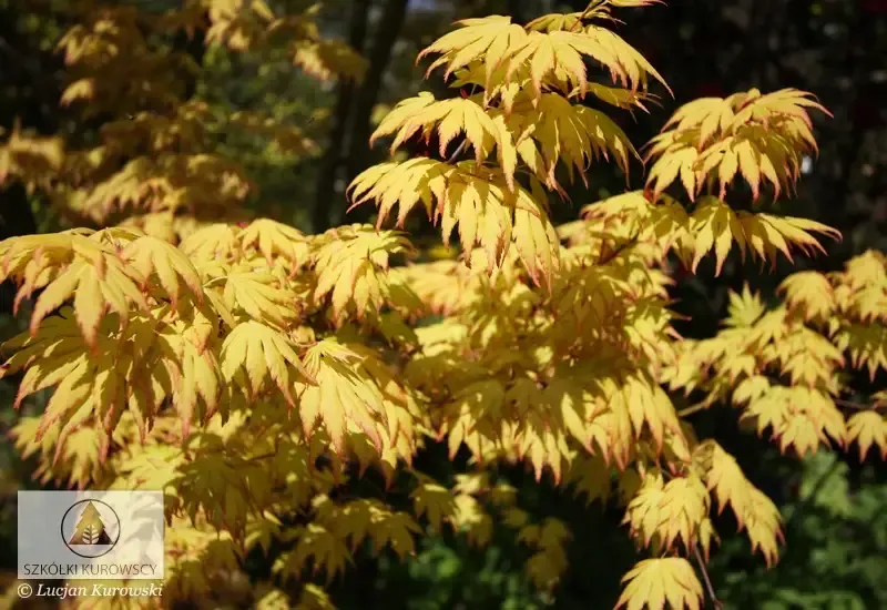 'Orange dream' Klon Palmowy Acer palmatum