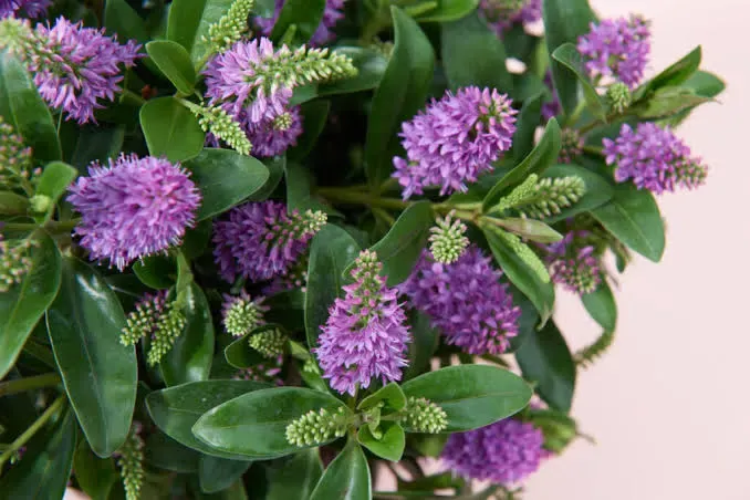 Fioletowe purple hebe Addenda®
