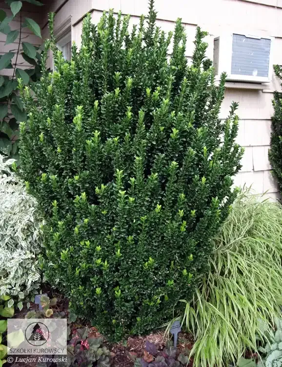'Green Spire' Trzmielina japońska Euonymus japonicus
