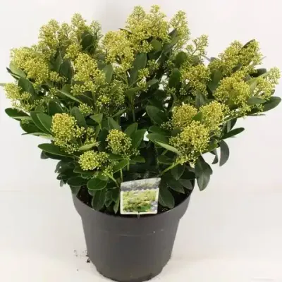 'Finchy' Skimia japońska biała Skimmia japonica