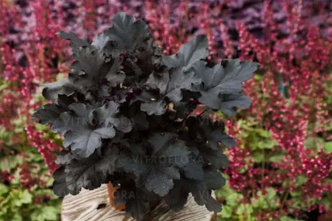 'Black Pearl' Żurawka Heuchera