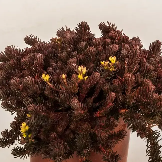 'Chocolate Ball' Rozchodnik Sedum