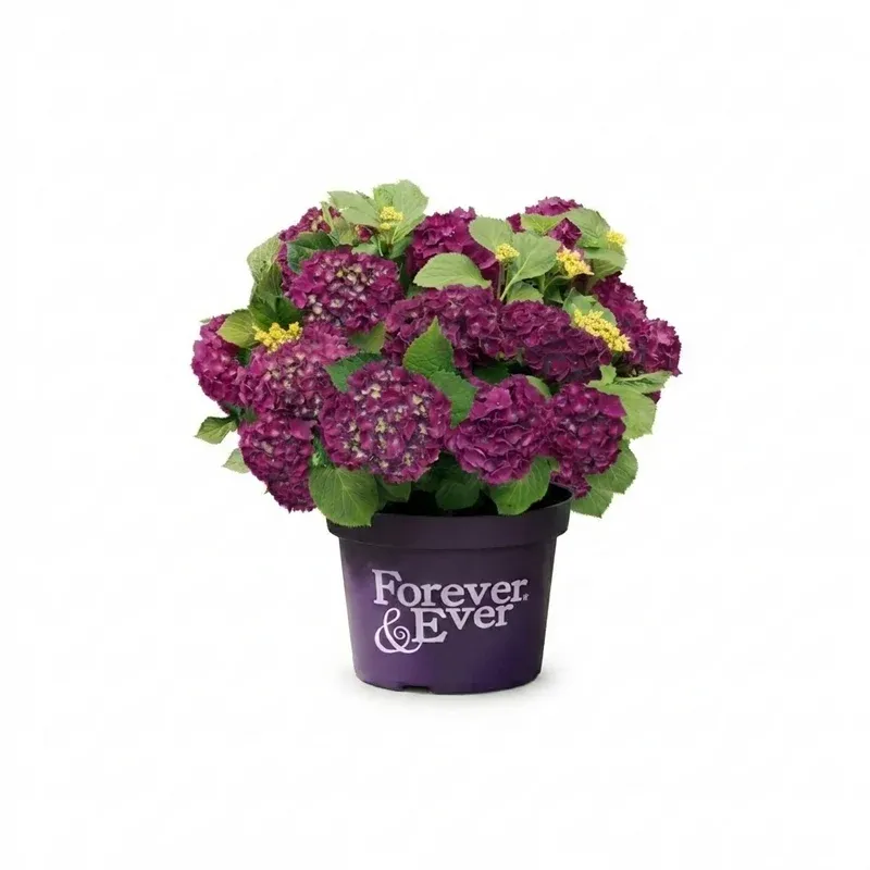 Purple® Hortensja ogrodowa Hydrangea Forever &amp; Ever® Collection®