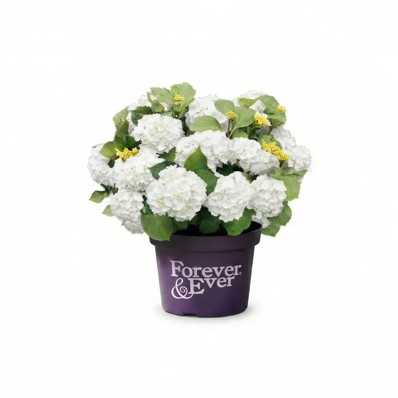 White® Hortensja ogrodowa Hydrangea Forever &amp; Ever® Collection®