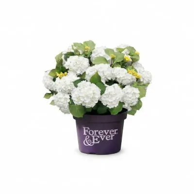 White® Hortensja ogrodowa Hydrangea Forever &amp; Ever® Collection®