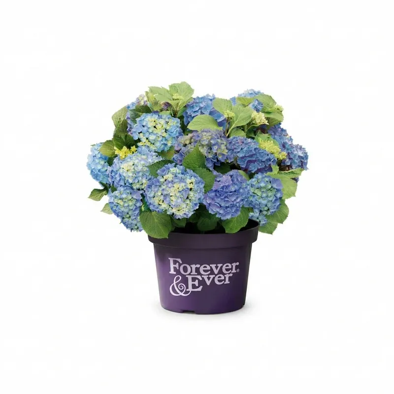 Blue® Hortensja ogrodowa Hydrangea Forever &amp; Ever® Collection®