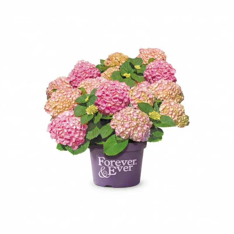 Pink® Hortensja ogrodowa Hydrangea Forever &amp; Ever® Collection®