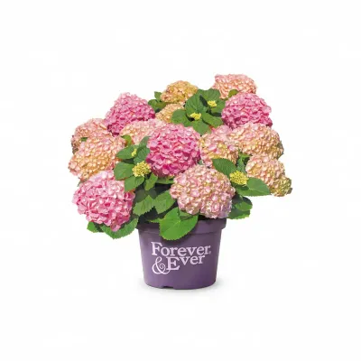 Pink® Hortensja ogrodowa Hydrangea Forever &amp; Ever® Collection®