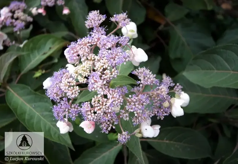 'Hot Chocolate'® Hortensja kosmata Hydrangea aspera