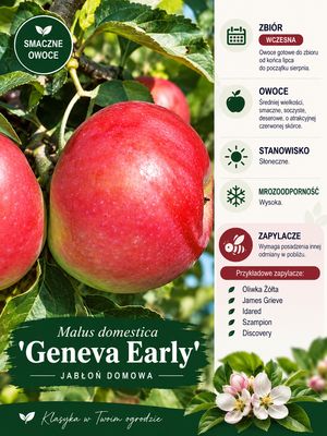Jabłoń w doniczce jabłonka 'Genewa Early'