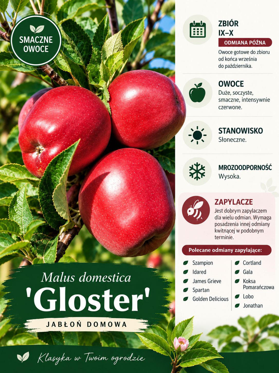 Jabłoń w doniczce jabłonka 'Gloster'