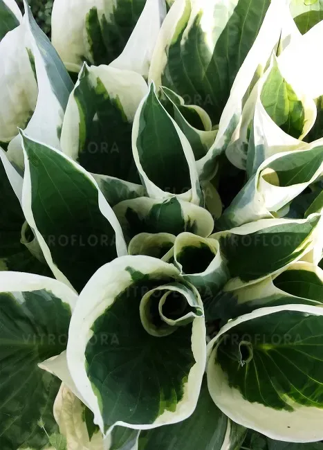 'Minuteman' Hosta Funkia
