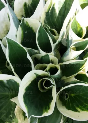 'Minuteman' Hosta Funkia
