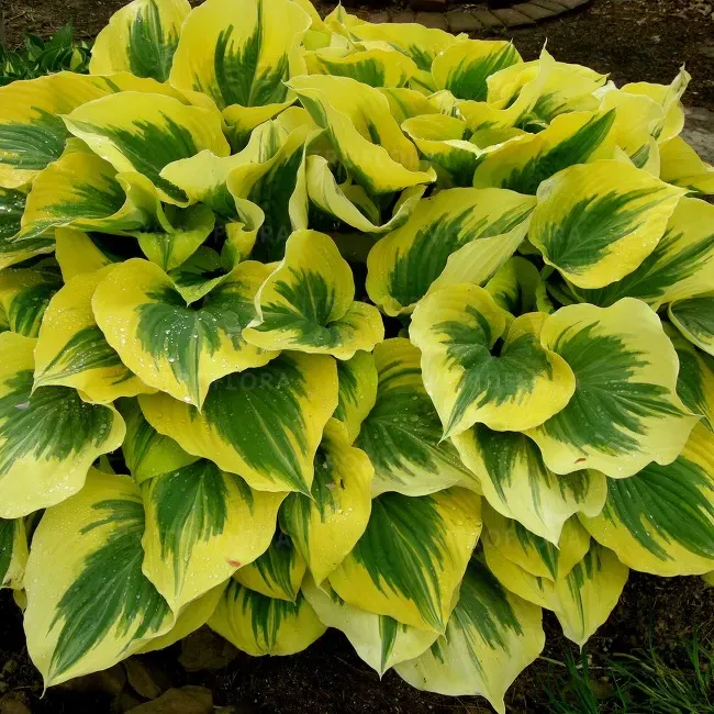 'Liberty' Hosta Funkia