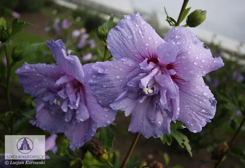 'Blue Chiffon' Hibiskus syryjski Hibiscus syriacus