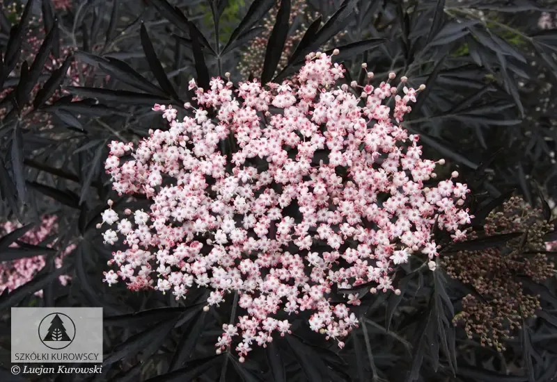 'Black Lace' Bez czarny Sambucus nigra